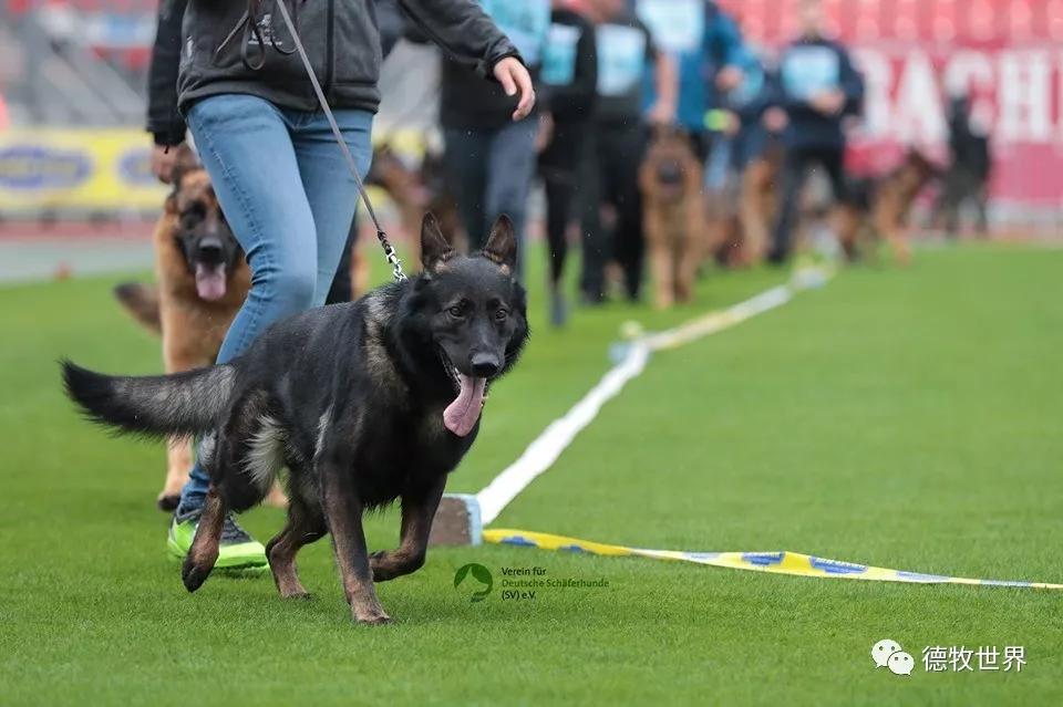 kaiyun官网-切尔西比赛视频